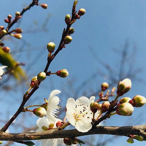 دانلود اهنگ لری چنی خوشگلی دی بوه